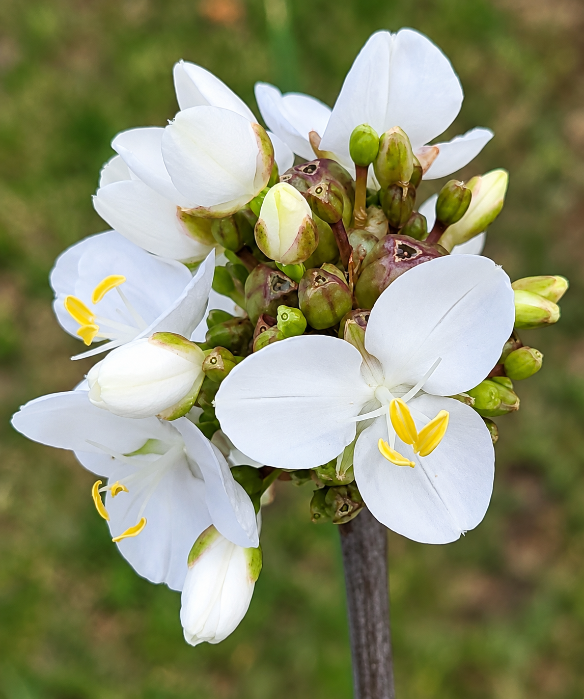 Libertia: The Flower That Helps Heal the Wounds of Our Origins and Trust in Life
