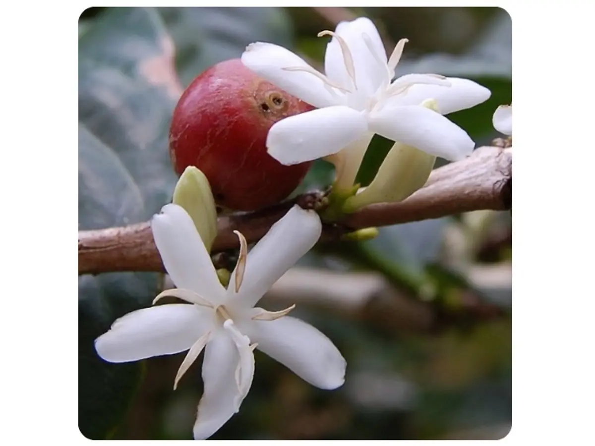 Les Élixirs Floraux des Amériques – Module 1